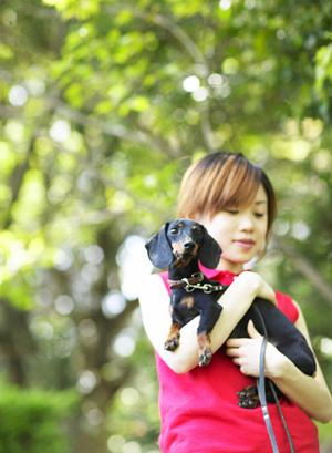 ティーカッププードルの子犬完売